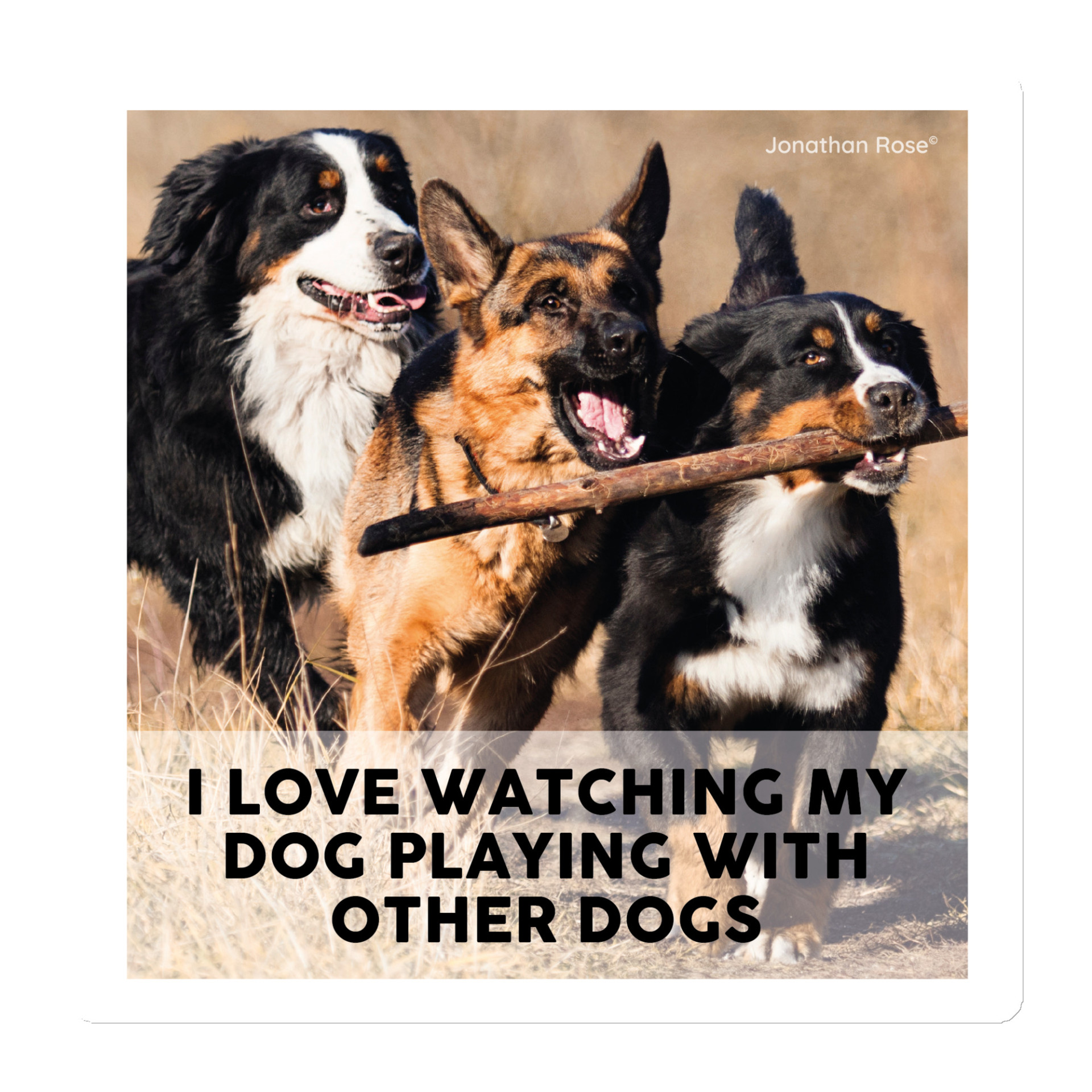 I love watching my dog playing with other dogs Magnet