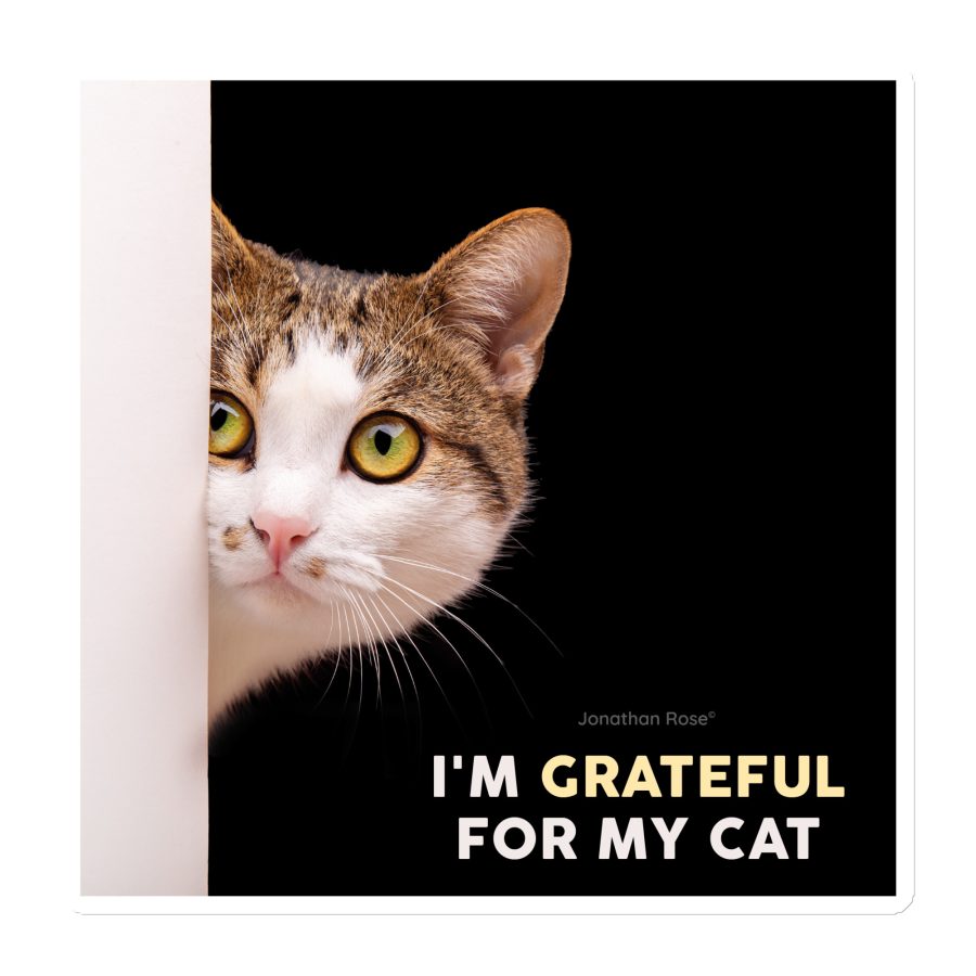 I'm grateful for my cat Magnet